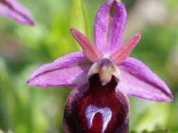 Ophrys_ferrum-equinum_Kattavia__Mesanagros_2